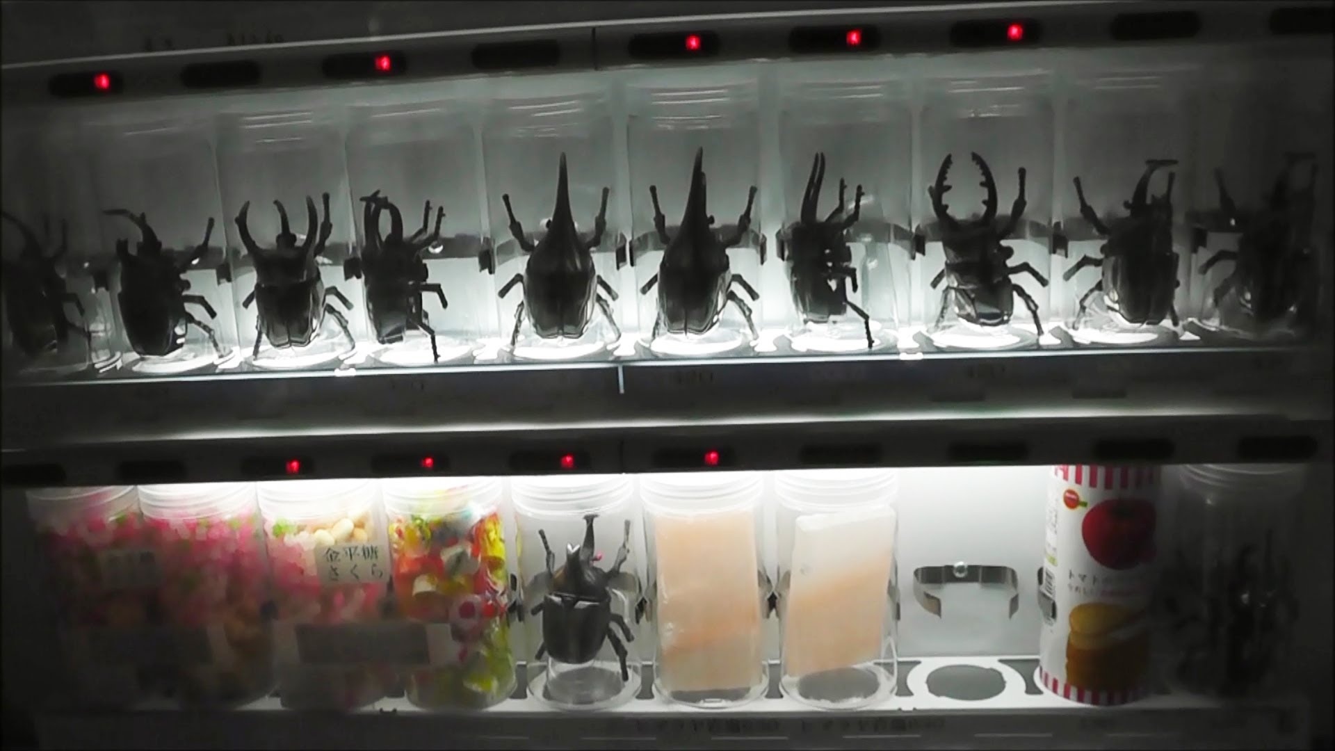 Máy bán bọ kiến vương: Bọ kiến vương là thú nuôi khá phổ biến ở Nhật. Các thanh niên thích sưu tầm và cho chúng đấu với nhau.