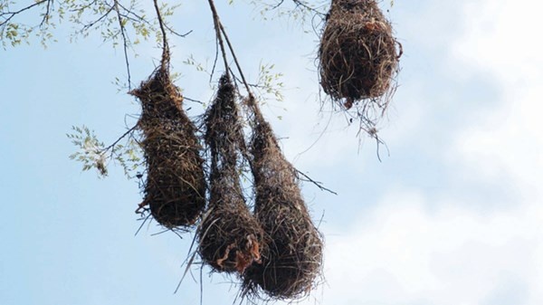 Tổ chim treo bên sông Amazon