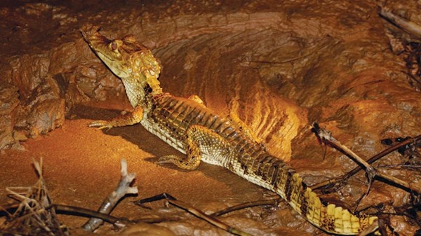 Cá sấu bên sông Amazon