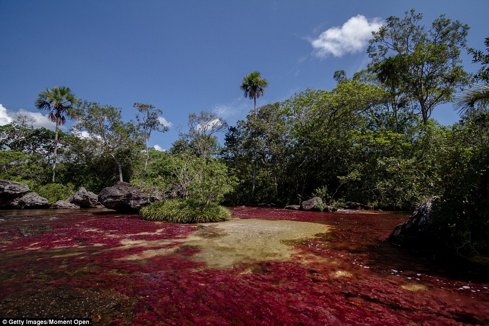 Caño Cristales dài gần 100 km với màu sắc vô cùng rực rỡ.