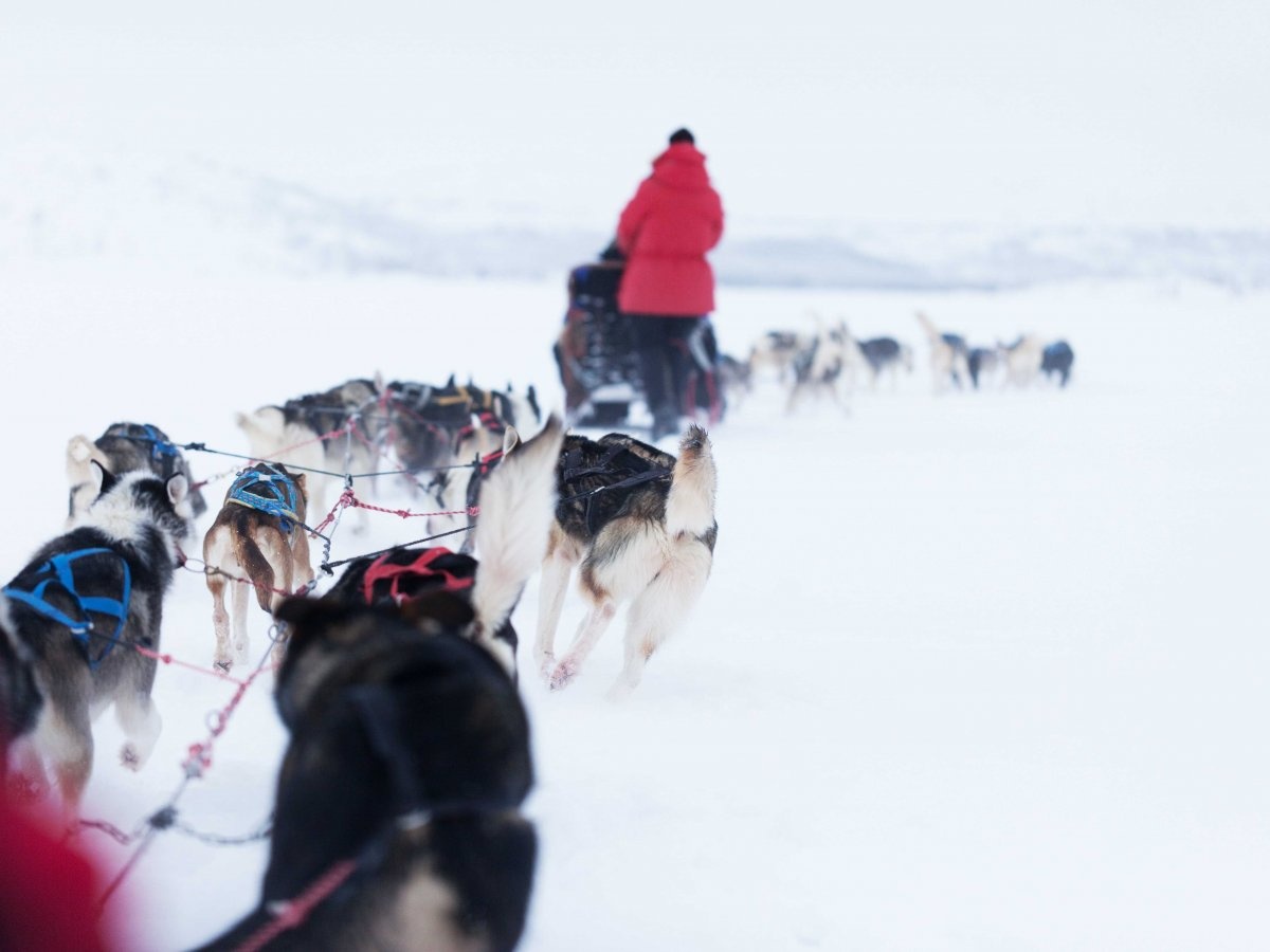 Đi xe kéo bởi những chú chó ở Thụy Điển.