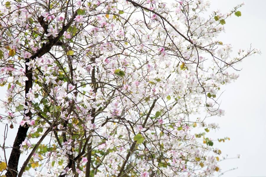 Từng chùm hoa đua nhau khoe sắc mềm mại như cánh bướm, e ấp sau những đợt nắng đầu mùa.