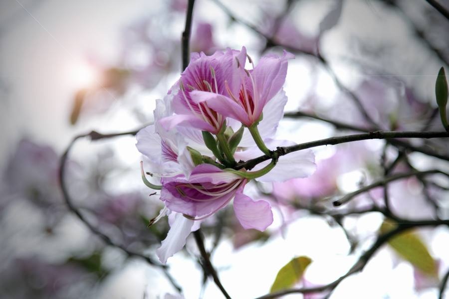 Hoa ban là loài hoa gốcTây Bắc. Hoa bắt đầu có nụ vào tháng 2 âm lịch và đầu tháng 3 âm là thời điểm hoa đua nhau nở rộ.