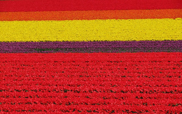 5. Vườn hoa Keukenhof, Hà Lan: Nằm thị trấn Lisse, cách thủ đô Amsterdam, Hà Lan khoảng 40 phút đi xe buýt, Keukenhof là một trong những vườn hoa xuân đẹp nhất trên thế giới.