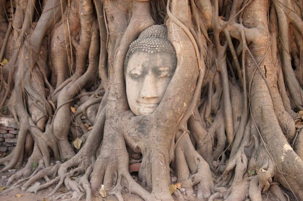 Khuôn mặt Phật giữa đám rễ cây.