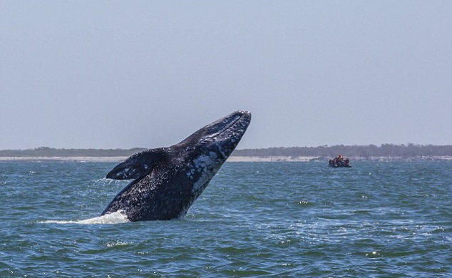 Một con cá voi xám - Ảnh: Corbis