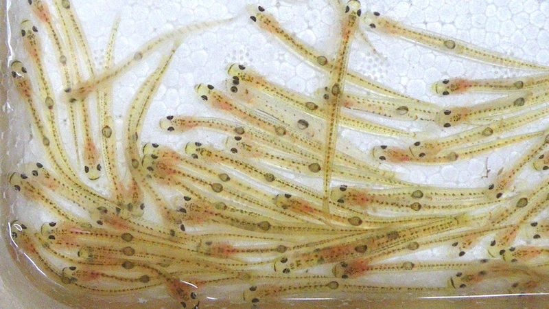 Shiro no odorigui (cá nhảy múa): Về cơ bản đây là món cá sống. Những con cá nhỏ sẽ giãy giụa trong miệng khi bạn ăn, chính vì thế món này mới có tên “shiro no odorigui”, nghĩa là “cá nhảy múa”.