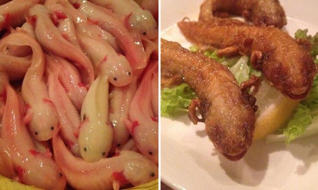 Ngày nay, bạn có thể thưởng thức một giống kỳ nhông khác ít quý hiếm hơn.