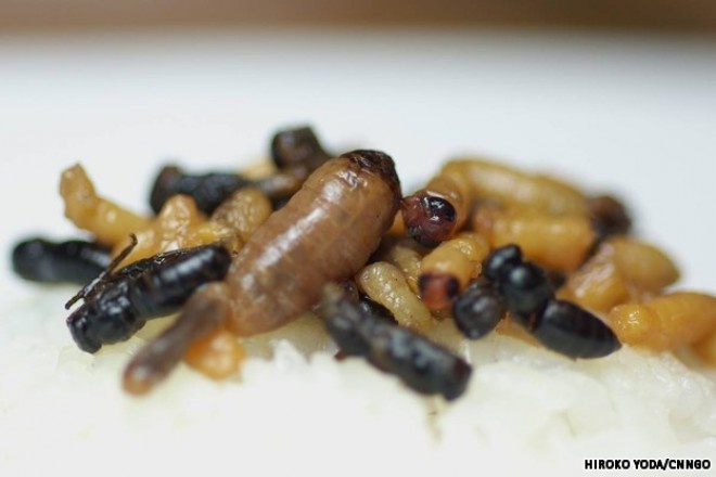 Hachinoko (ấu trùng ong): Ấu trùng ong được xào với xì dầu và đường. Nhiều người nhận xét món này khá ngon, nhưng hình dạng của chúng đủ khiến nhiều người chết khiếp.