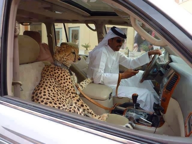 Nhung dieu dien ro the hien su giau co cua Dubai hinh anh