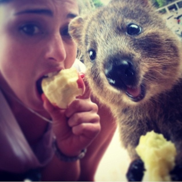 Lông của Quokka khá mịn, màu nâu xám và nhạt dần phía dưới. (Nguồn: Instagram)