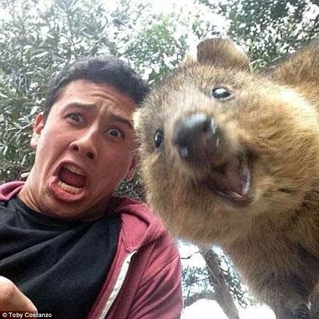 Quokka có thể leo trèo lên những cái cây nhỏ. (Nguồn: Instagram)