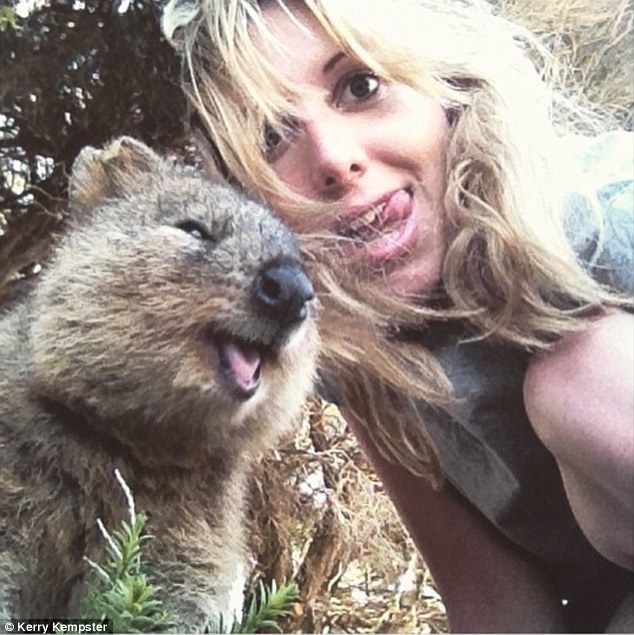 Lông của Quokka khá mịn, màu nâu xám và nhạt dần phía dưới. (Nguồn: Instagram)