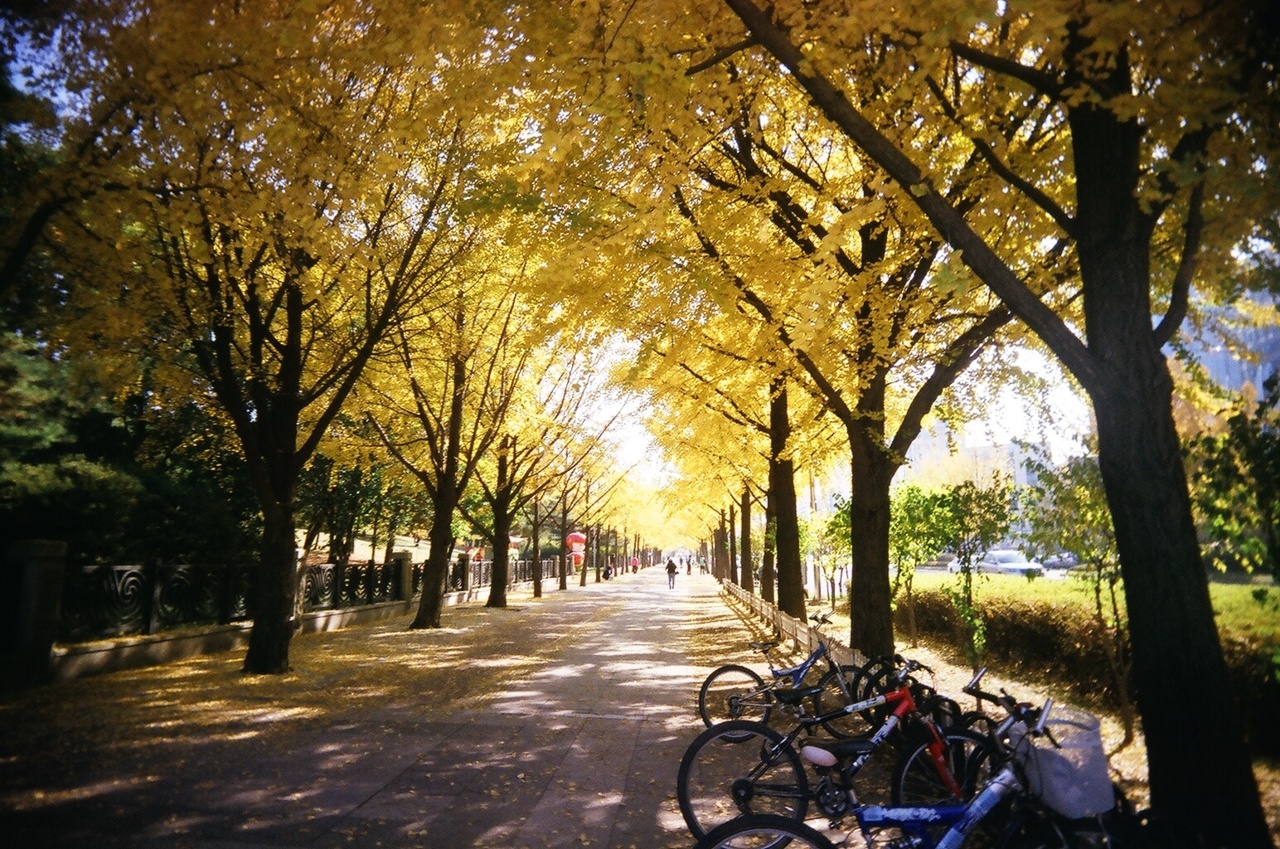 Công viên Olympic thể hiện tinh thần của Olympic năm 1988 ở Seoul sẽ còn tồn tại mãi, là sự kết hợp của thể thao, văn hóa và giải trí cho người dân. Trong công viên còn có một bảo tàng nghệ thuật, một đồng lúa mạch và hàng rào bằng gỗ 1.000 năm tuổi dựng dọc lối đi.