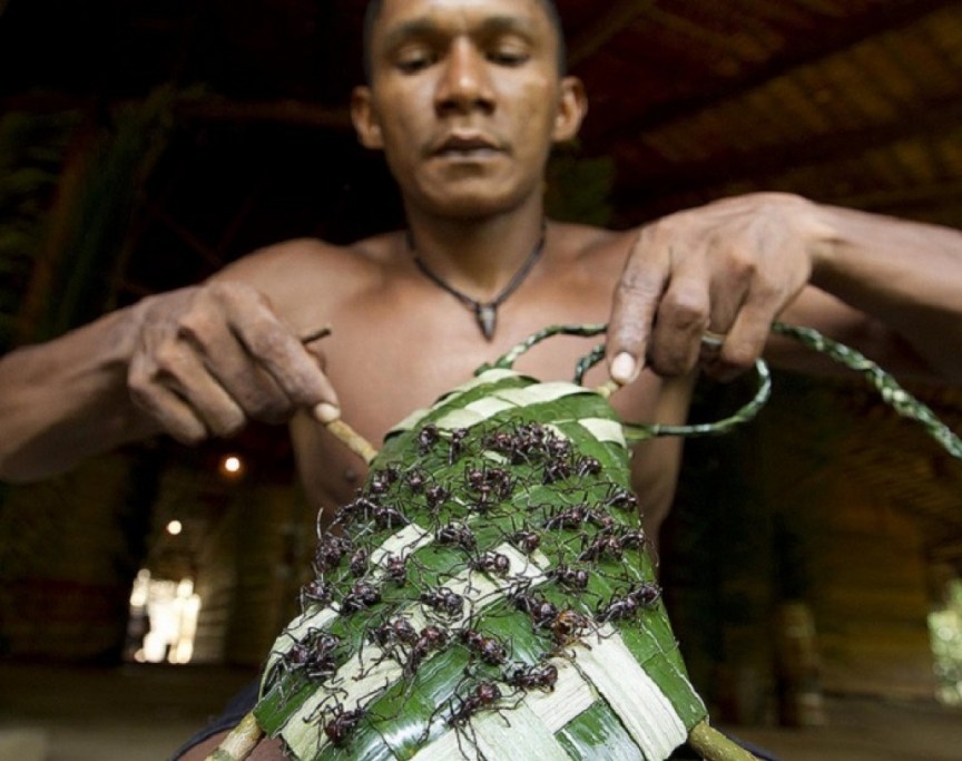 Nghi lễ kiến đầu đạn của tộc Sateré-Mawé (Amazon): Đến năm 13 tuổi, những cậu bé của tộc Sateré-Mawé sẽ thực hiện nghi lễ kiến đầu đạn để bước vào tuổi trưởng thành. Trước hết, người ta sẽ bắt kiến đầu đạn, làm tê liệt chúng bằng một loại thảo dược, dùng chúng và lá cây đan thành găng tay với phần đầu hướng vào bên trong. Khi lũ kiến bắt đầu tỉnh dậy, các cậu bé sẽ đeo găng tay trong 10 phút. Kiến đầu đạn được coi là một trong những loài côn trùng có nọc độc gây đau đớn nhất thế giới. Chúng có tên như thế là do độ đau từ vết cắn của chúng tương đương như bị trúng đạn. Trong lúc đeo găng tay, các cậu bé không được kêu lên vì đó là biểu hiện của sự yếu đuối. Để hoàn tất nghi lễ, các cậu bé phải thực hiện điều này hơn 20 lần trong vòng 1 tháng.  Sau khi hoàn tất nghi lễ, tay của các cậu thường bị tê liệt trong một thời gian ngắn do nọc độc của kiến. Các cậu sẽ bị ốm và co giật do quá đau đớn.