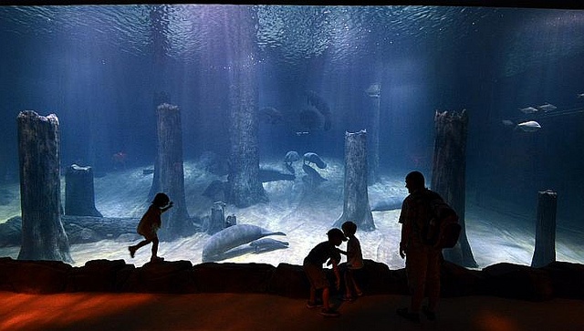 Bể thủy sinh nước ngọt lớn nhất thế giới mở cửa đón khách vào ngày 3/4/2013 ở công viên River Safari. Bể “Rừng Amazon ngập nước” có dung tích 2.000 m3 với mặt kính có kích cỡ 22 x 4 m. Bể có tới 18 loài cá và động vật khác nhau.