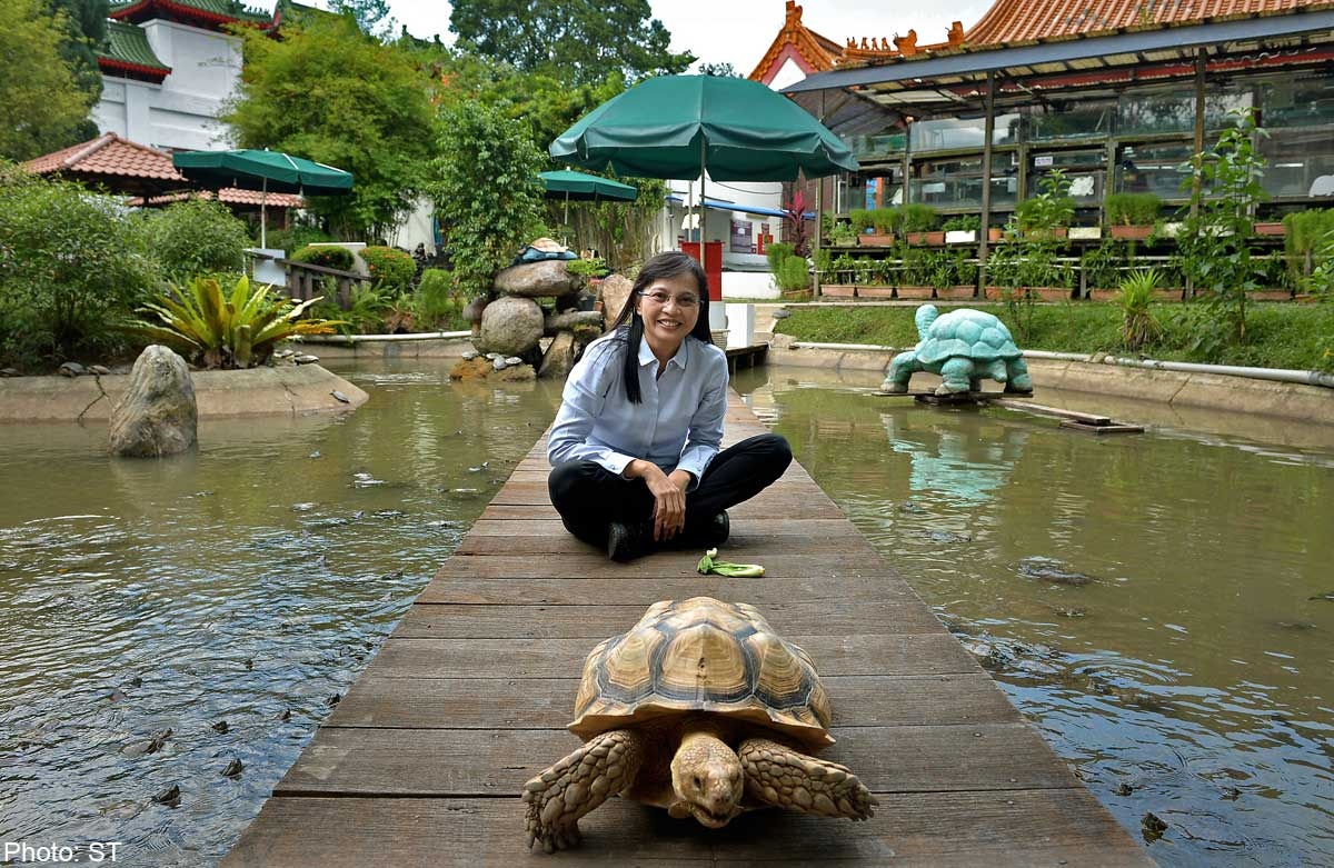 Bộ sưu tập rùa và rùa biển lớn nhất thế giới được lập bởi ông Danny Tan vào ngày 16/6/2005. Tổng cộng có 3.456 cá thể của hoen 1.000 loài, tất cả đều được trưng bày ở bảo tàng Rùa và Rùa biển ở Jurong. 