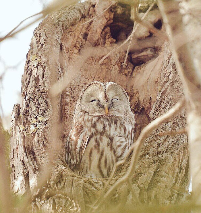 Ezo Fukuro: Đây là một phân loài địa phương của loài cú Ural. 