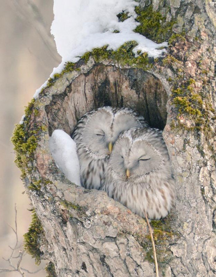 Đáng tiếc, mồi của loài cú này là một số trong những con vật đáng yêu phía trên.