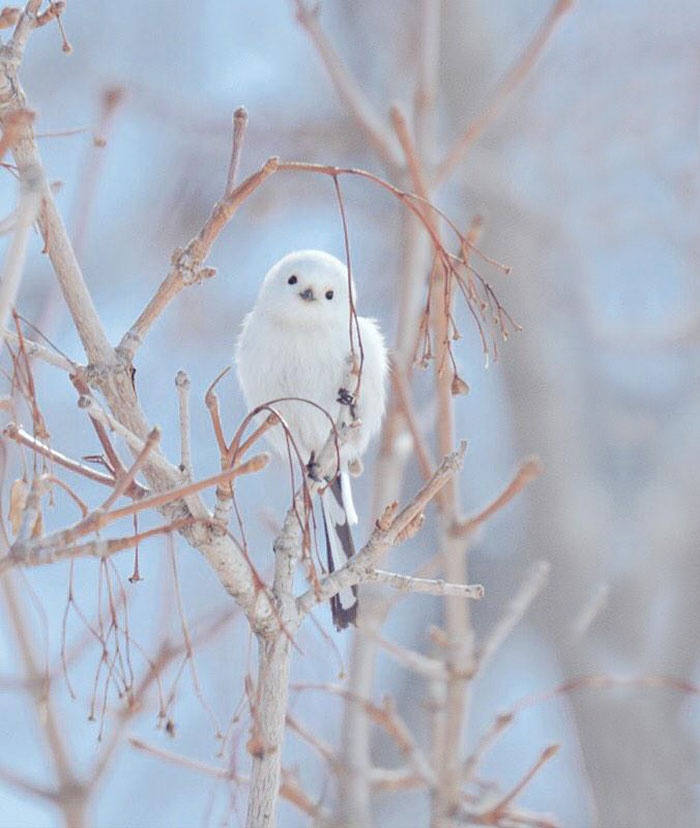 Shima-Enaga: Shima-Enaga là một loài chim sẻ ngô đuôi dài đặc hữu của Hokkaido. Không như các loài chim sẻ ngô đuôi dài khác ở Nhật, Shima-Enaga không có vệt màu nâu giống như lông mày trên mặt.