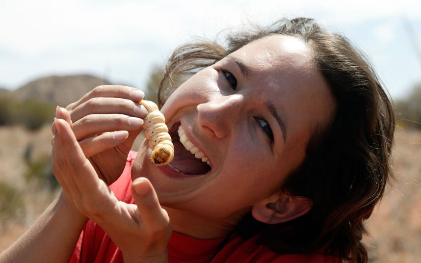 Ấu trùng Witchetty (Australia): Đây là một loại ấu trùng gỗ màu trắng to bằng ngón tay cái, không phải ai cũng có đủ can đảm cho con ấu trùng này vào miệng và ăn sống.