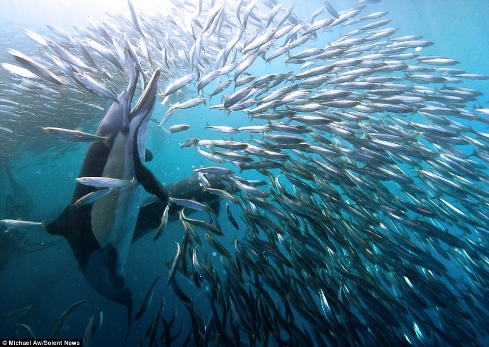 Nhiếp ảnh gia Michael Aw đã ghi lại cảnh tượng ngoạn mục này ở ngoài khơi phía đông Nam Phi. Đàn cá mòi tập hợp lại thành dạng hình tròn để trông có vẻ to hơn, nhưng điều đó không ngăn cản được những loài săn mồi tấn công chúng. Đám cá heo không ngần ngại nhào vào đàn cá mòi.