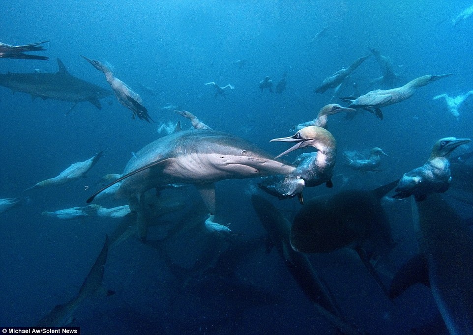 Con ó biển này tới quá sát một con cá mập trắng và nhận ra hiểm họa đang kề sát.