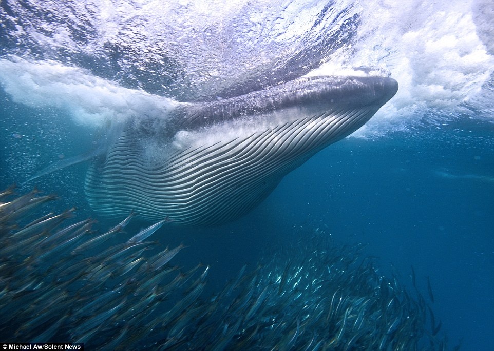 Một con cá voi quyết định tham gia màn săn mồi hoành tráng này, nhưng chắc chắn vẫn còn đủ thức ăn cho tất cả.
