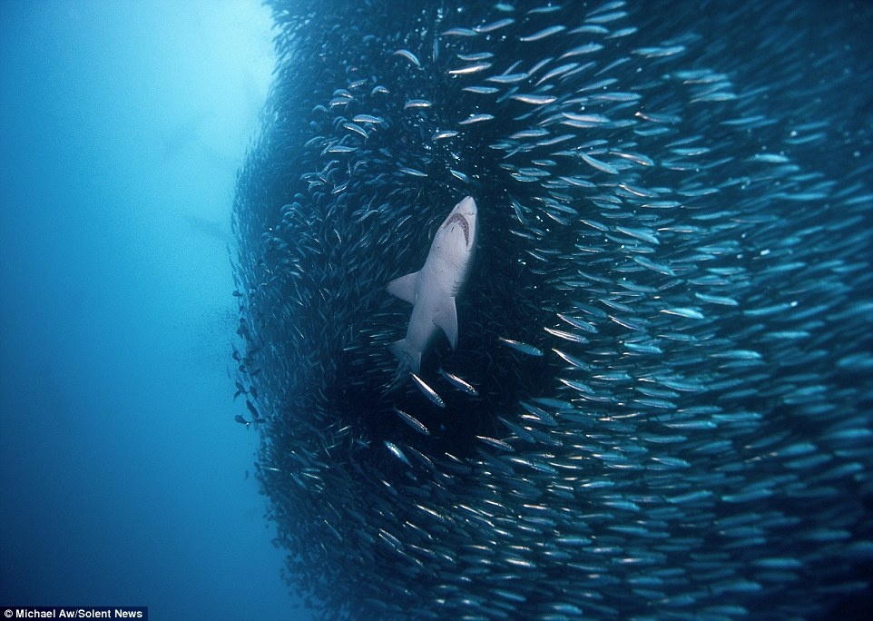 Con cá mập này hẳn đang rất vui sướng khi thấy 9 triệu con cá mòi trước mặt.