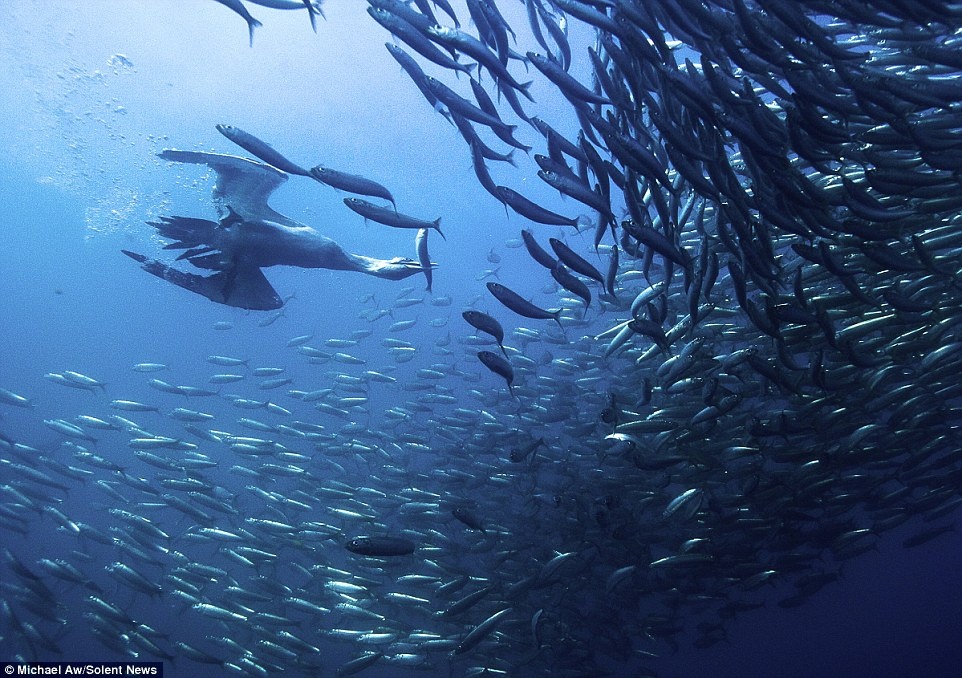 Khoảng 300 con cá mập xanh, cá mập voi và cá mập hổ tham gia bữa đại tiệc này, với sự góp mặt của 150 con cá heo và 1.000 con ó biển.