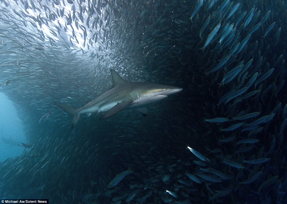 Michael Aw, người chụp ảnh cuộc di cư của cá mòi hàng năm, mô tả đây là “màn trình diễn ngoạn mục nhất thế giới, đỉnh cao của một chuyến phiêu lưu hoang dã”.
