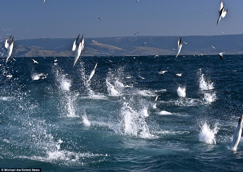 Đại tiệc này diễn ra ở độ sâu 25 m và kéo dài nhiều tiếng đồng hồ.