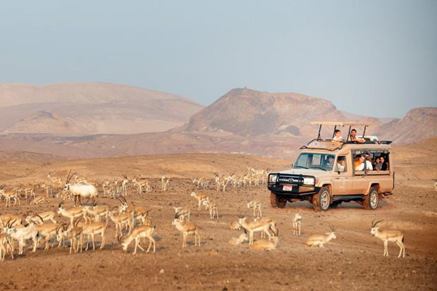 6. Những hòn đảo tuyệt đẹp: Abu Dhabi có đảo Sir Bani Yas với một đồng cỏ khổng lồ, nơi sinh sống của hơn 10.000 động vật hoang dã, đảo Saddiyat với những khách sạn, hộp đêm và sân golf. Ngoài ra, đảo Al Maryah còn có khu mua sắm sang trọng The Galleria và quảng trường Sowwah, đảo Delma giàu truyền thống lịch sử và văn hóa.