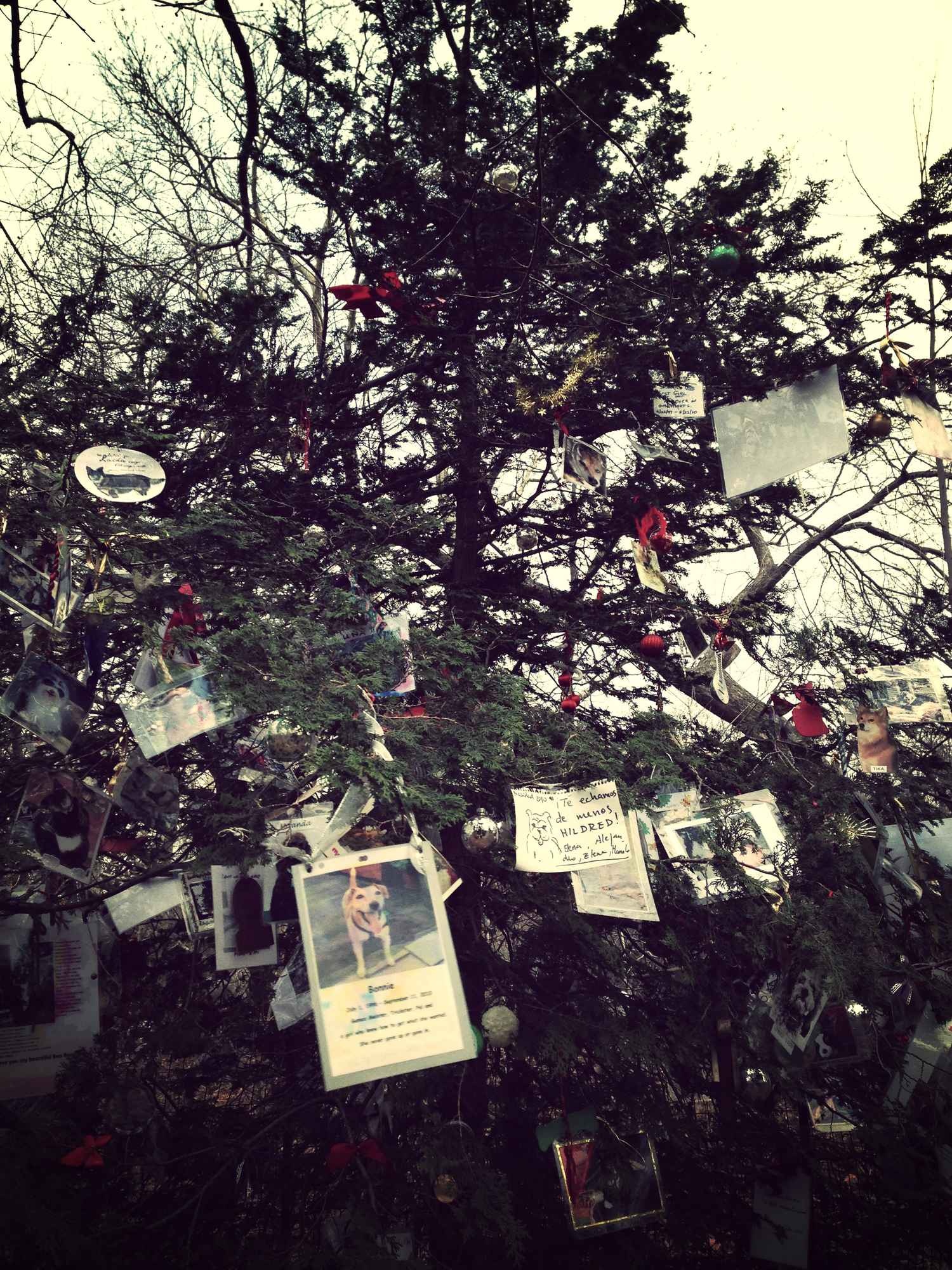 Trong công viên có một cây Giáng Sinh bí mật ở khu Ramble, nơi người dân treo kỷ vật và ảnh của những con thú cưng đã chết.  