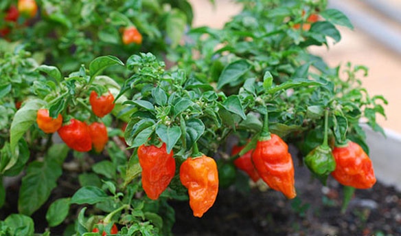 Loại ớt cay nhất thế giới: Loại ớt này được trồng ở Lincolnshire (Anh) bởi Nicky Woods và vợ anh, Zoe, đồng sáng lập công ty Fire Foods. Họ đặt tên cho loại ớt này là “Vô hạn”, độ cay của nó theo thang Scoville lên tới 1.067.286 trong khi tương ớt đậm đặc mới chỉ đạt mức 5.000.