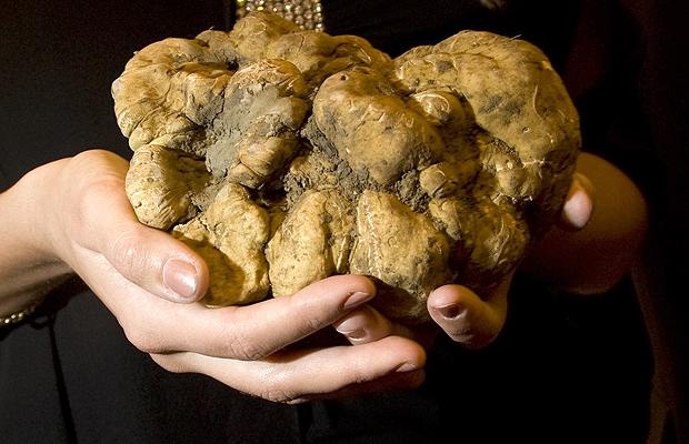 Nguyên liệu đắt nhất: Cristiano Savini, thợ săn nấm Truffle ở Tuscany, phía bắc Italy, đã tìm được một cụm nấm nặng 1,5 kg và bán được <abbr class=