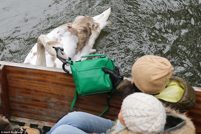 Asbaby thường làm phiền các du khách đi ngắm cảnh trên sông.