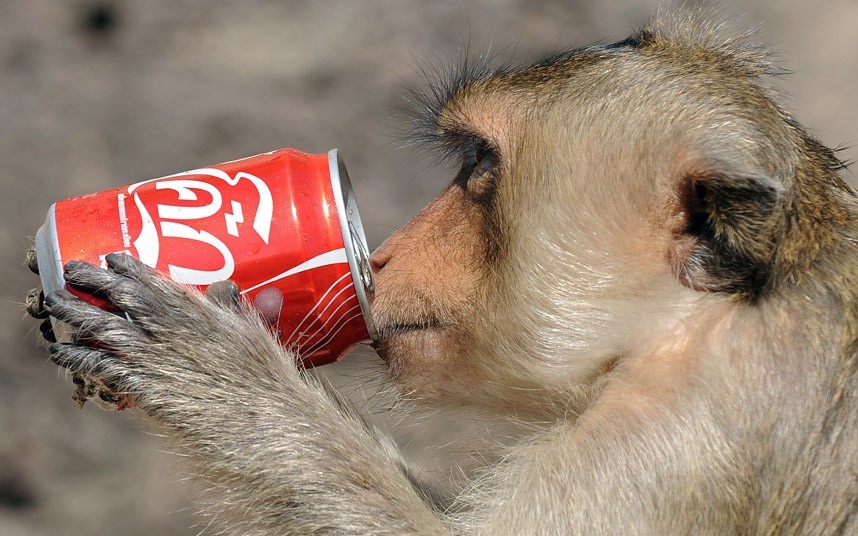 Tiệc Buffet khỉ (Thái Lan): Lễ hội ẩm thực độc đáo này diễn ra hàng năm ở tỉnh Lopburi, phía bắc Bangkok, Thái Lan vào tháng 11. Đàn khỉ sẽ được thưởng thức một bữa tiệc do người dân địa phương đóng góp ở đền Pra Prang Sam Yot, một trong những  hoạt động để thu hút du khách đến với địa phương này.