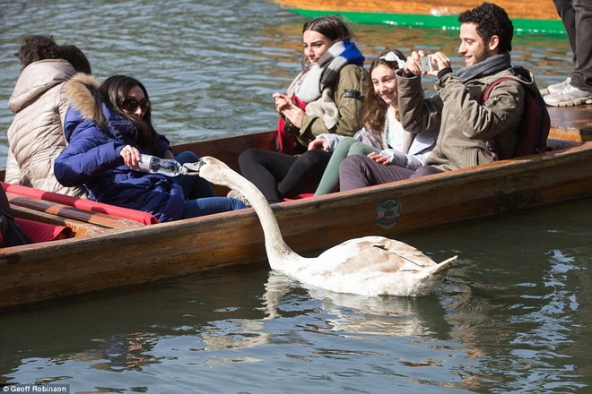 Mục tiêu của Asbaby thường là thức ăn của các du khách.