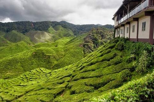 Cao nguyên Cameron, Malaysia: Đây một trong những cùng đồi núi có phong cảnh đẹp nhất ở Đông Nam Á, các khách sạn và nhà nghỉ dành cho khách du lịch được đặt ở dưới chân các ngọn núi. Khám phá cao nguyên Cameron vào mùa hè là một sự lựa chọn lý tưởng để tránh cái nóng khắc nghiệt và tận hưởng một bầu không khí trong lành, mát mẻ. Khách du lịch có thể đến thăm quan các nhà máy chế biến chè, trước khi ngồi thoải mái bên những tách trà bốc khói nghi ngút và nắm nhiền những ngọn đồi xanh biếc nối tiếp nhau bất tận.