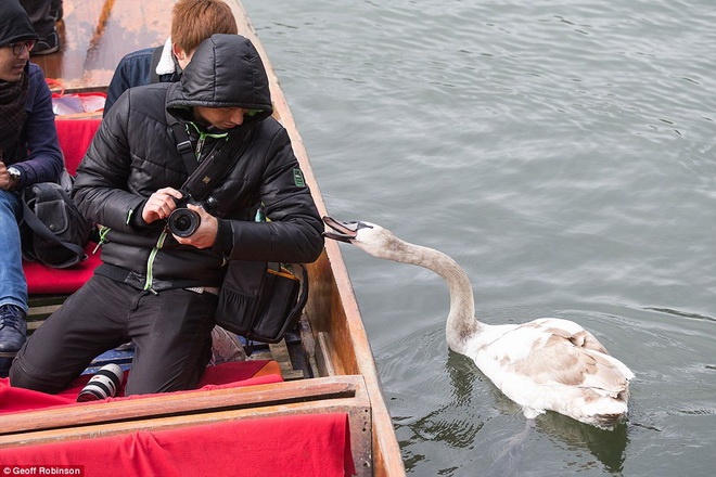 Asbaby thích ăn bánh mì, uống nước trong chai và thậm chí còn cố gắng ăn cắp túi xách của phụ nữ.