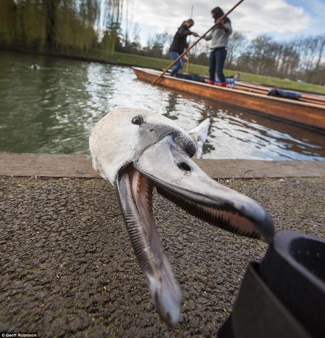 Simon Patterson, một cư dân khác cho biết: