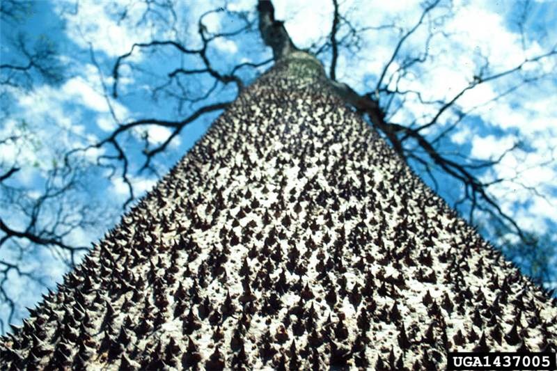 Cây thuốc nổ: Amazon là nhà của nhiều loại động thực vật kỳ lạ. Một trong số đó là cây thuốc nổ hay cây Sandbox. Để phát tán hạt, quả của cây nổ tung khi chín, bắn hạt cây ra tới cách xa 45 m.