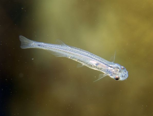 Cá Candiru: Loài cá nhỏ bé tưởng chừng như vô hại này lại là một trong những ký sinh trùng đáng sợ nhất hành tinh. Cá Candiru rất thích nước tiểu người và đã có nhiều trường hợp chúng chui vào cơ quan sinh dục của con người, gây đau đớn khủng khiếp. Tuy nhiên, thường thì vật chủ của chúng là các loài cá khác. Chúng bám vào mang con cá và sống bằng cách hút máu vật chủ.