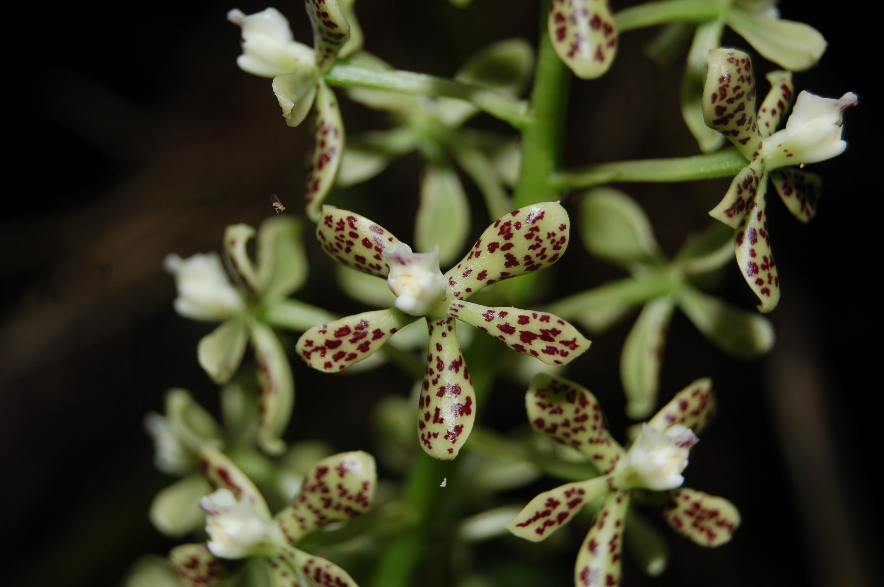 Những loài thực vật bí ẩn: Nhiều người tưởng rằng ngày nay các nhà khoa học và các nhà thám hiểm đã khám phá ra tất cả mọi thứ tồn tại trên trái đất, nhưng không phải vậy. Tới 99% thực vật của rừng Amazon vẫn chưa được nghiên cứu, thậm chí còn rất nhiều vùng chưa được khảo sát và ở đó hẳn còn rất nhiều động thực vật mới.