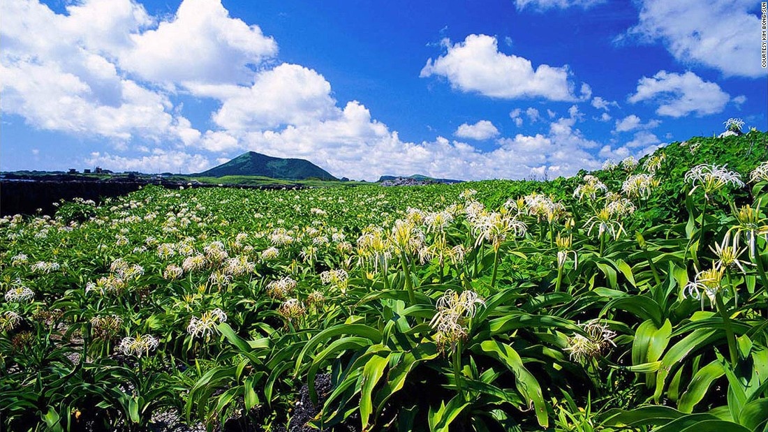 Tokkiseom: Khi được phủ đầy hoa trắng  vào mùa hè, hòn đảo nhỏ này trông giống như một chú thỏ trắng muốt.