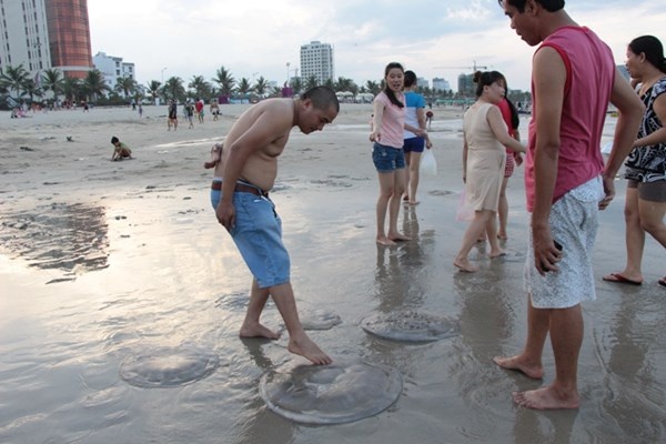 Nhiều du khách phản ánh tình trạng hôi thối do sứa chết bốc mùi.
