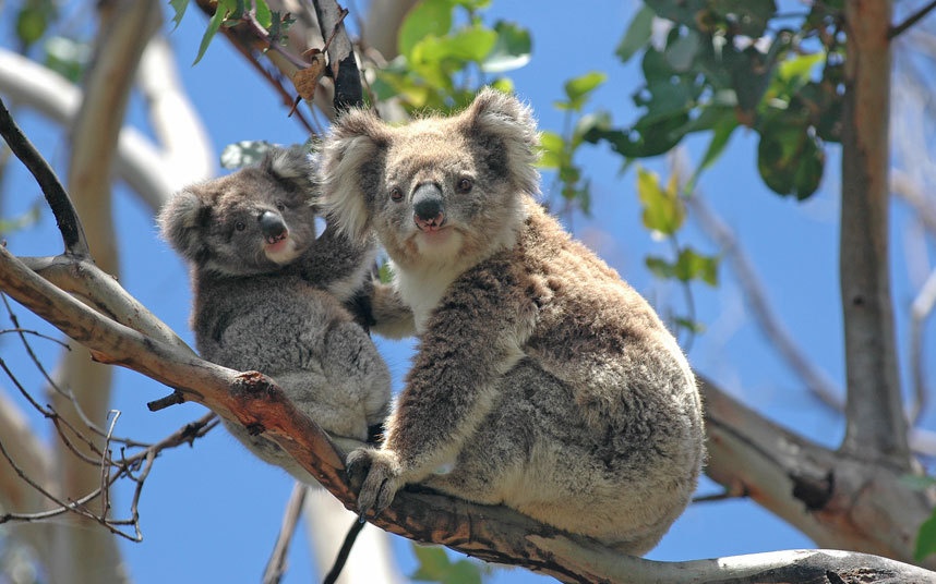 4. Australia: Nổi tiếng với thiên nhiên hoang dã và người dân thân thiện, hiếu khách, Australia đón tới 6,4 triệu lượt khách quốc tế mỗi năm. Mỗi du khách tới đây tiêu khoảng <abbr class=