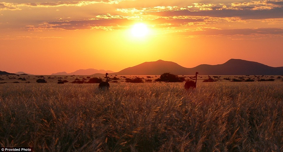 Du khách sẽ có cơ hội ngắm nhìn các động vật hoang dã như hươu cao cổ và đà điểu.