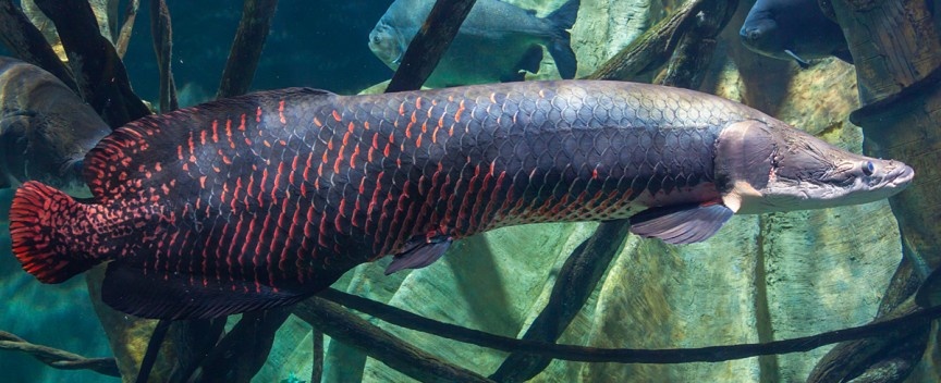 Cá Arapaima: Là một sinh vật khổng lồ khác của Amazon, cá Arapaima có thể dài tới 2 m, nặng tới 100 kg với lớp vảy dày và cứng để chống lại kẻ thù. Chúng sống được ở những vùng có cá piranha mà không hề hấn gì.  Khi tấn công, Arapaima thường lao thẳng tới kẻ địch. Chúng có thể làm lật thuyền và khiến con người bị thương nặng. Năm 2002, phóng viên truyền hình Jeremy Wade đã bị một con tấn công gây thương tích nghiêm trọng.